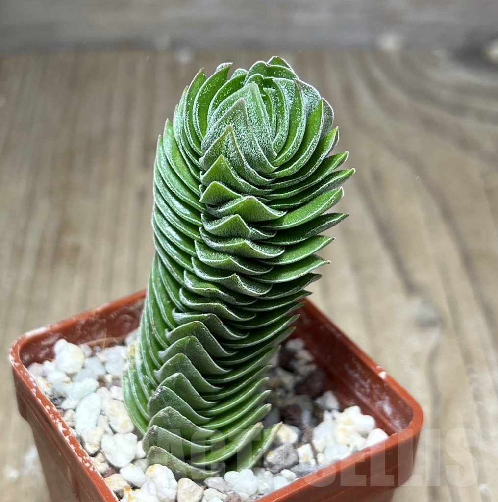 SHPR25442 Crassula ‘Buddha’s Temple’