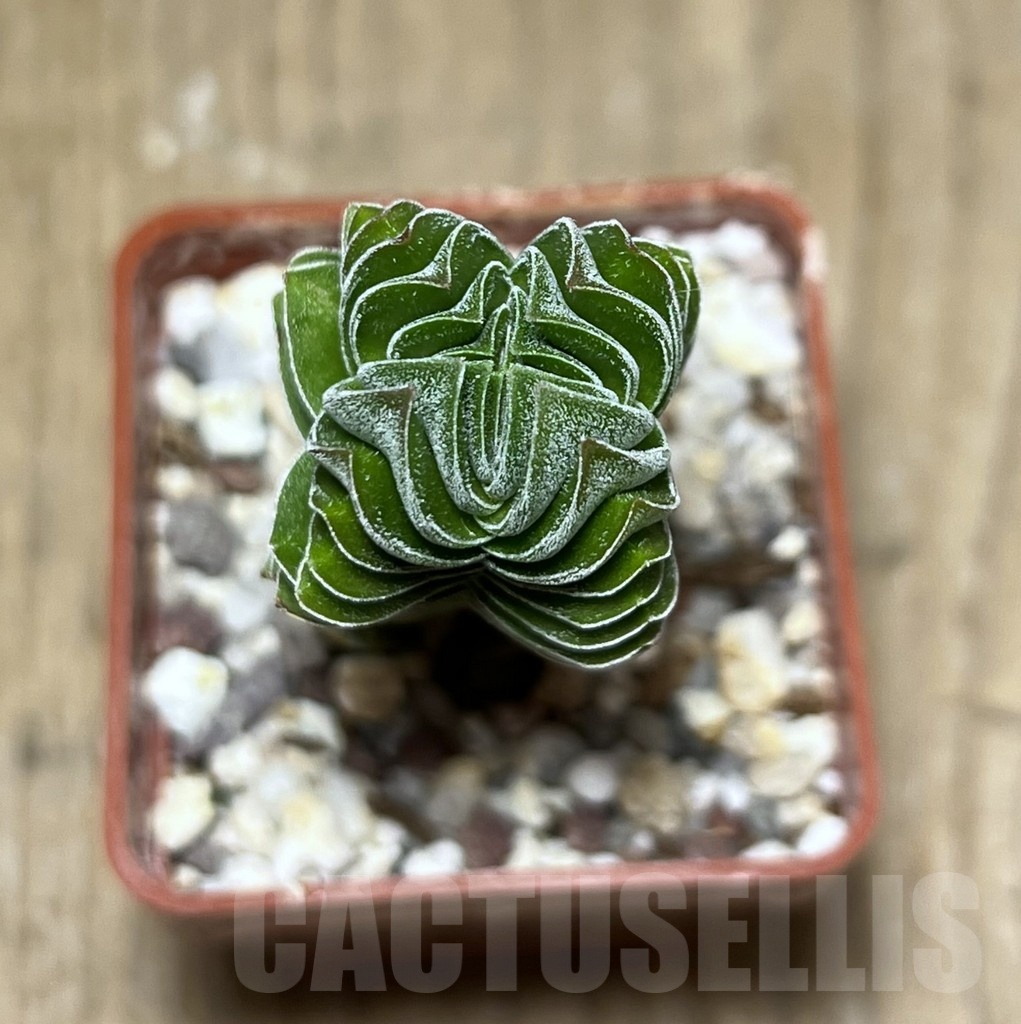 SHPR25442 Crassula ‘Buddha’s Temple’ - immagine 2