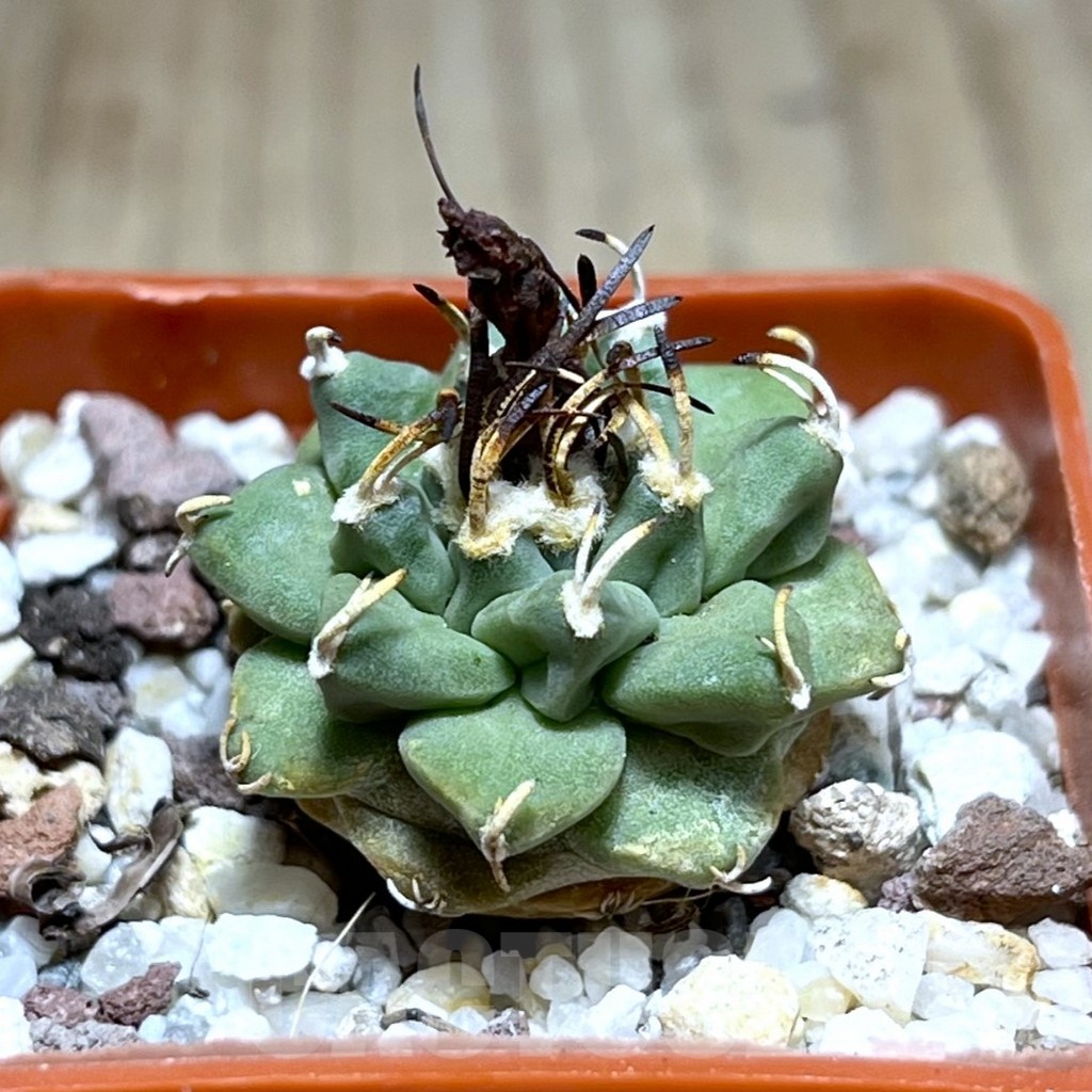 SHPR25443 Turbinicarpus alonsoi