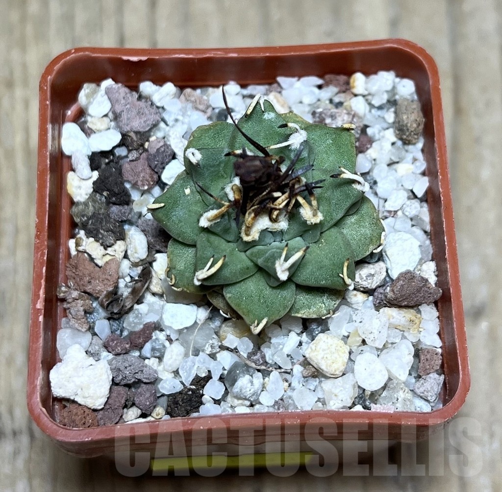 SHPR25443 Turbinicarpus alonsoi - Imagen 2