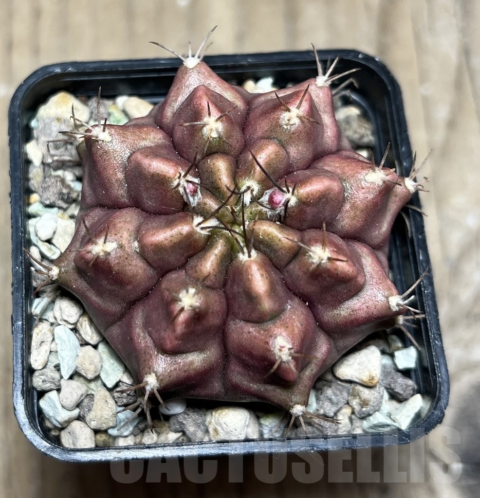 SHPR25444 Gymnocalycium mihanovichii ‘Purple Nebula’ - immagine 2