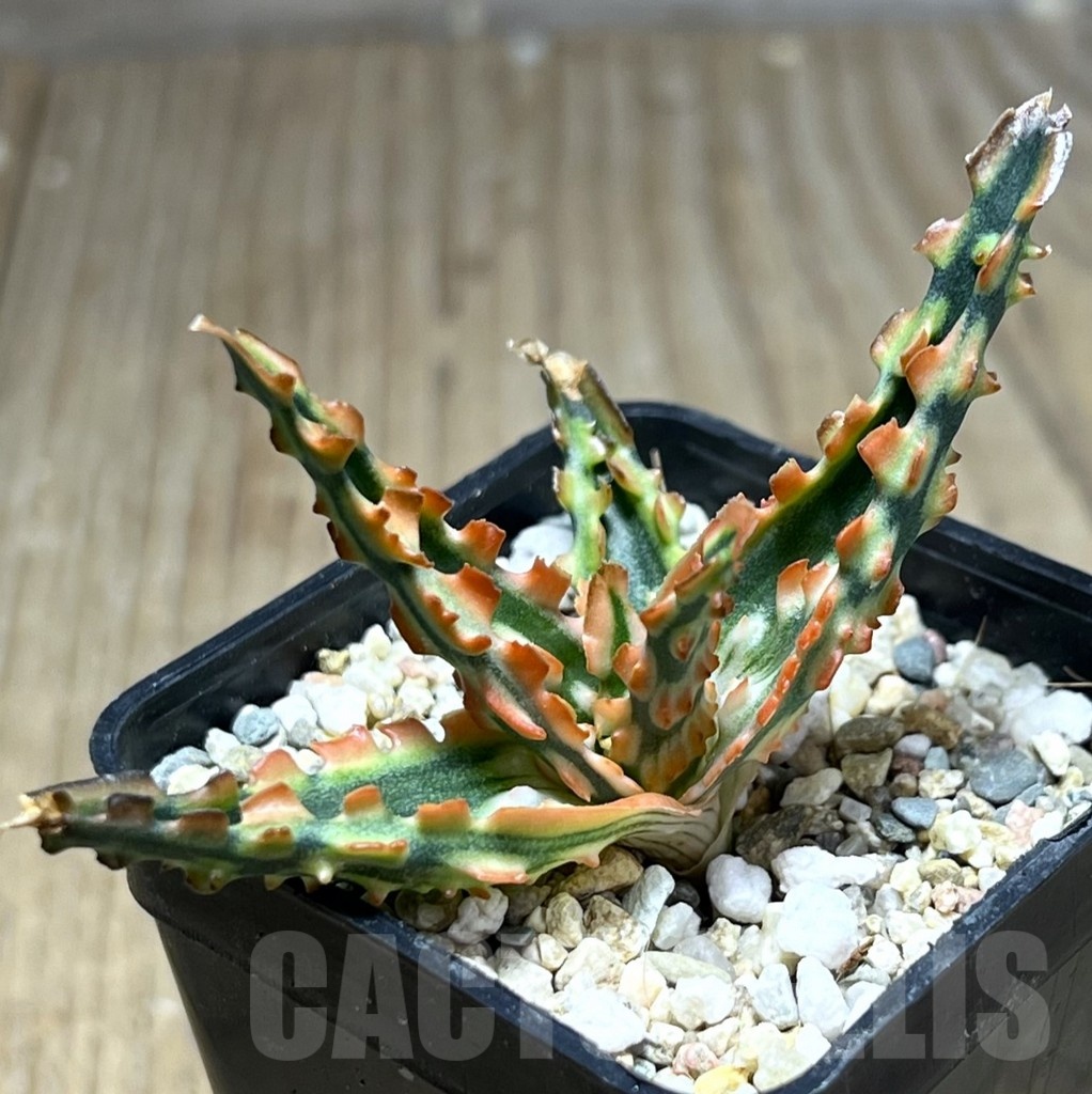 SHPR25445 Aloe TCT hybrid