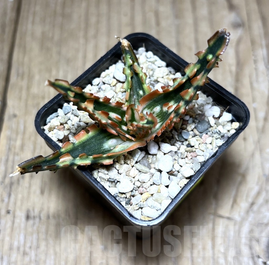 SHPR25445 Aloe TCT hybrid - immagine 2