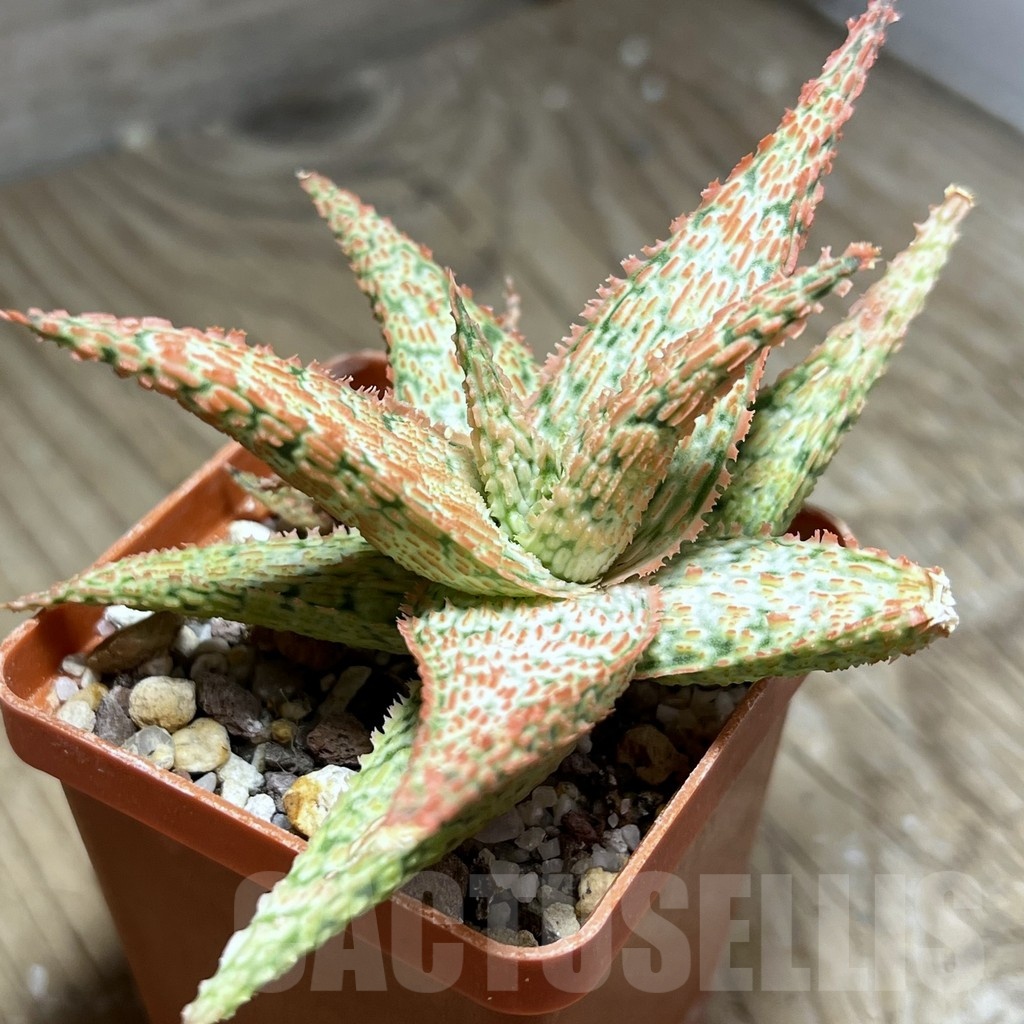 SHPR25446 Aloe hybrid