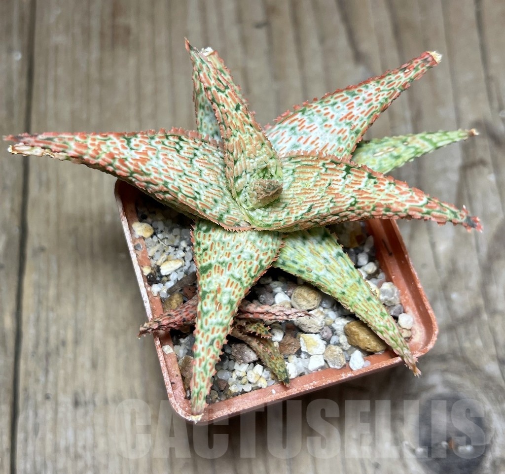 SHPR25446 Aloe hybrid - Image 2