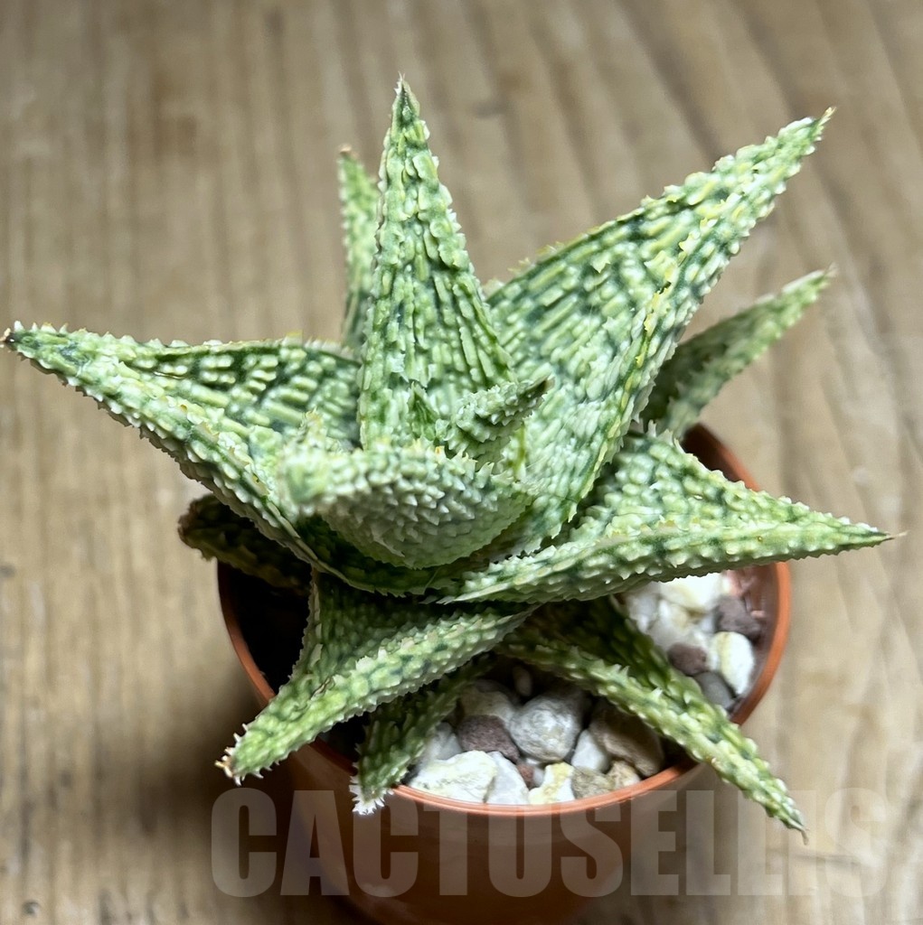 SHPR25450 Aloe hybrid