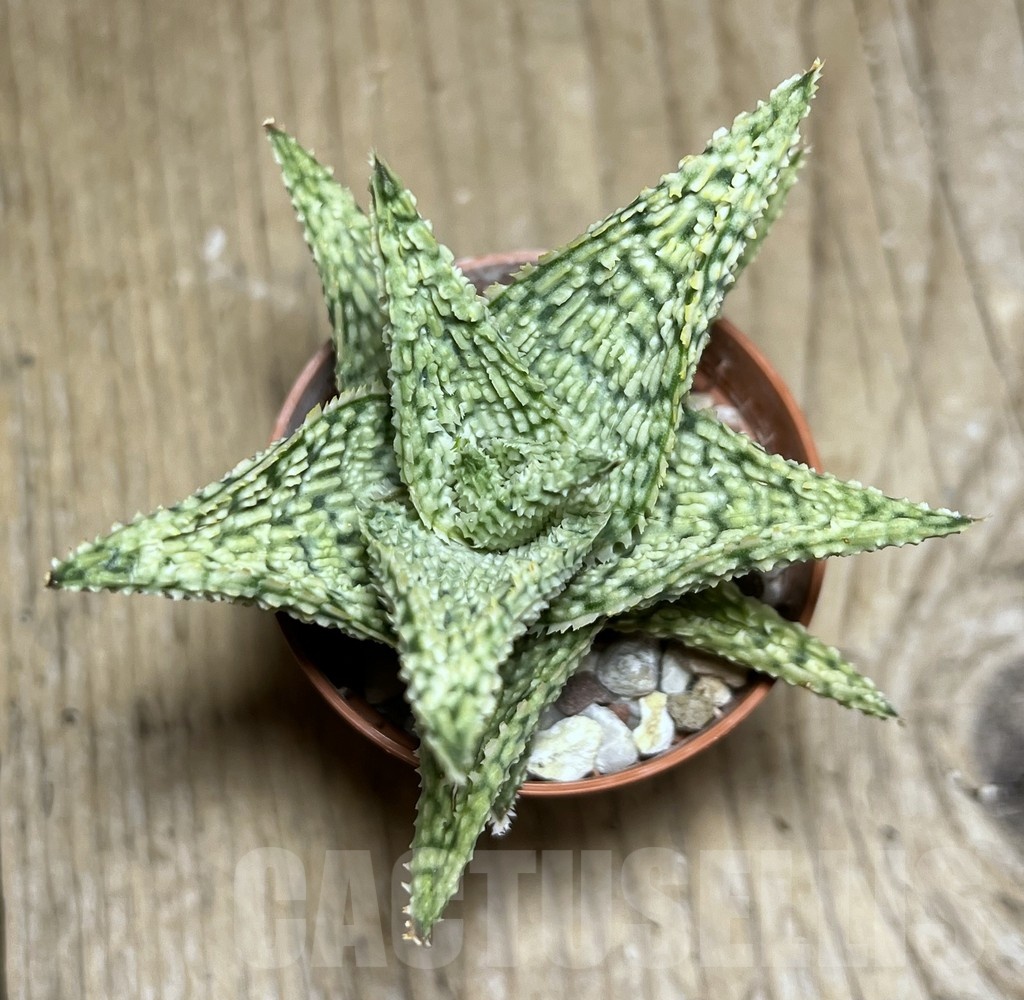 SHPR25450 Aloe hybrid - Imagen 2
