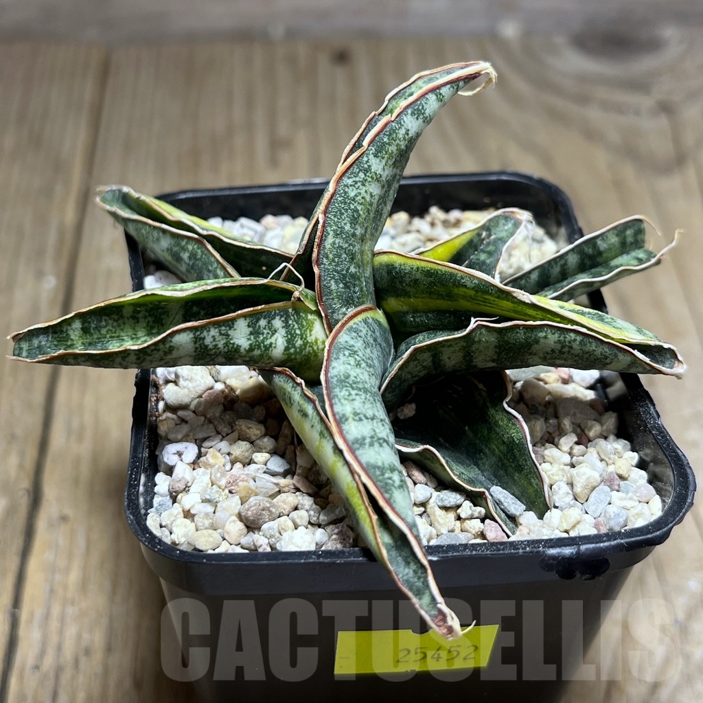 SHPR25452 Sansevieria kukubima