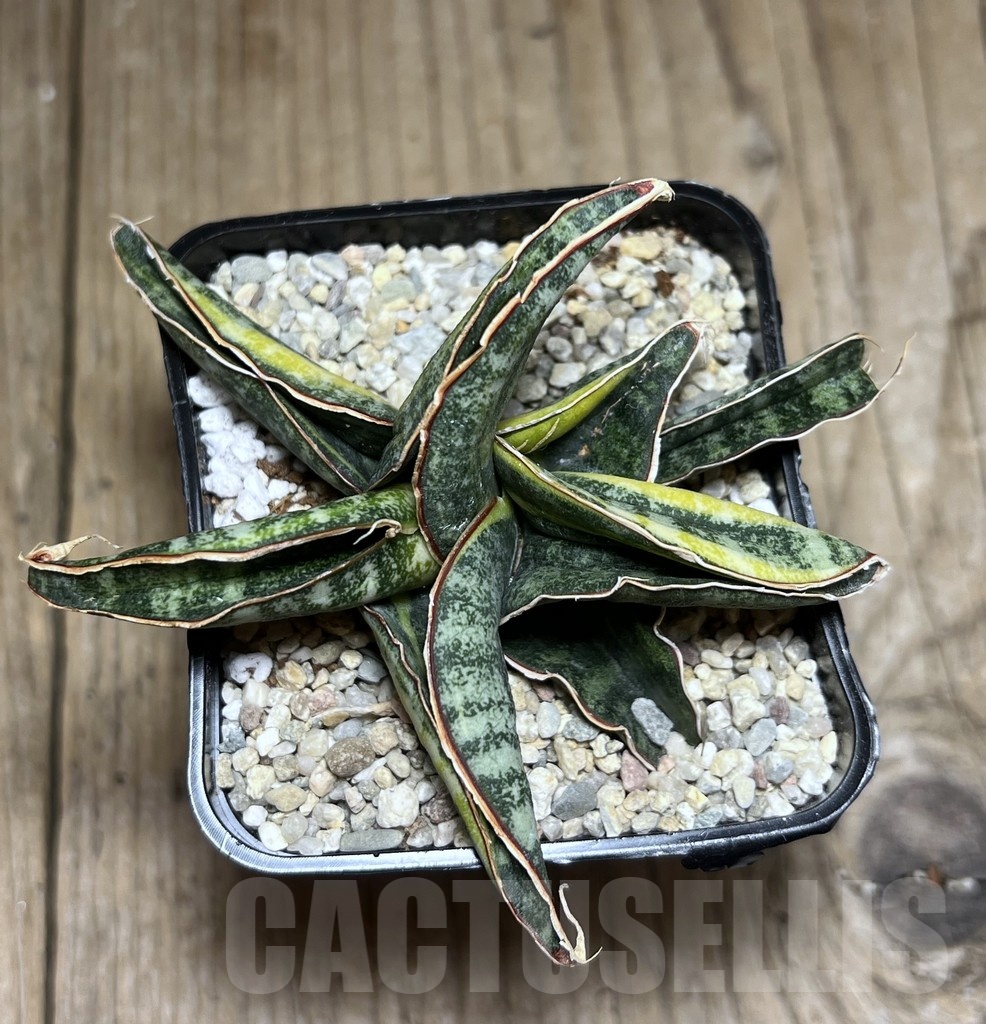 SHPR25452 Sansevieria kukubima - Imagen 2