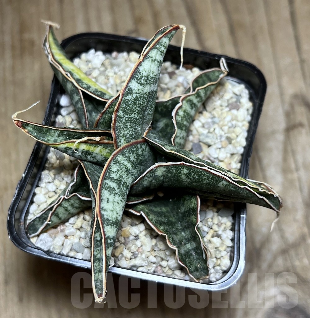 SHPR25453 Sansevieria kukubima - immagine 2