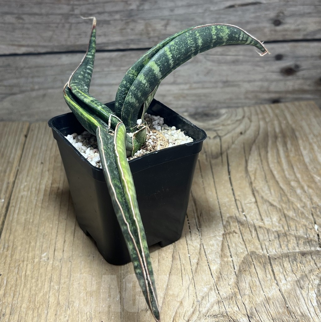SHPR25454 Sansevieria kukubima - immagine 2