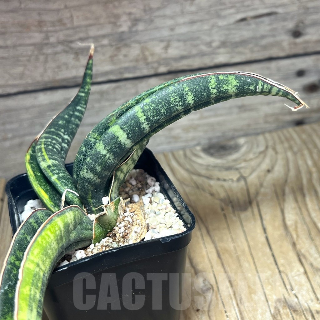 SHPR25454 Sansevieria kukubima