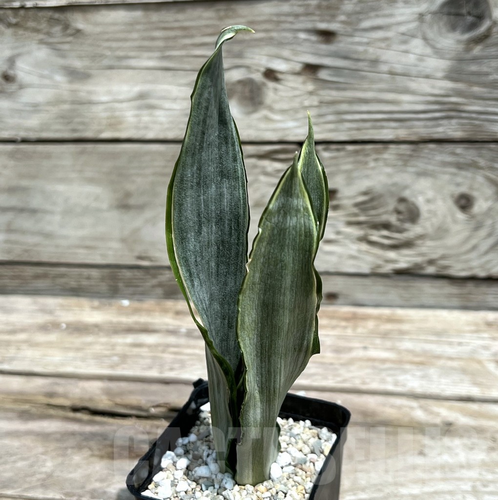SHPR25455 Sansevieria 'Morgen Steren'