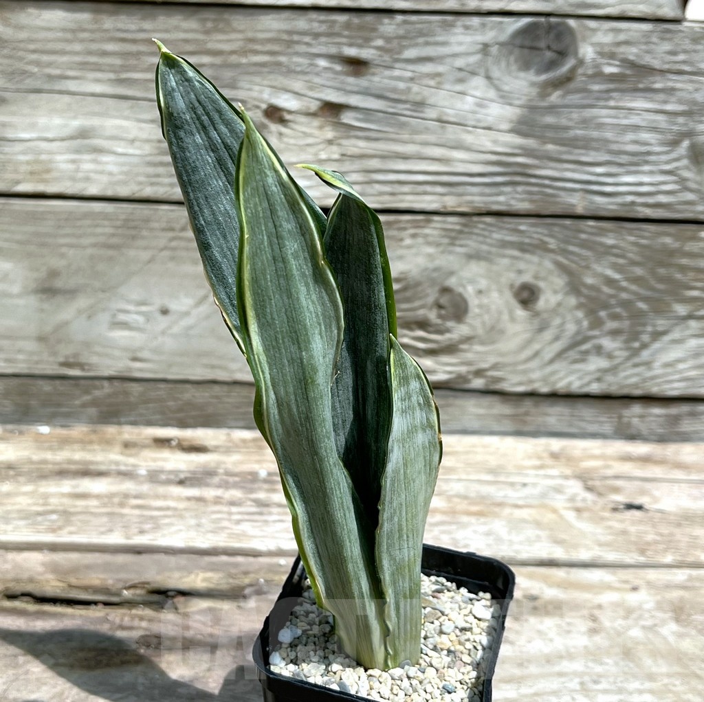SHPR25456 Sansevieria 'Morgen Steren'