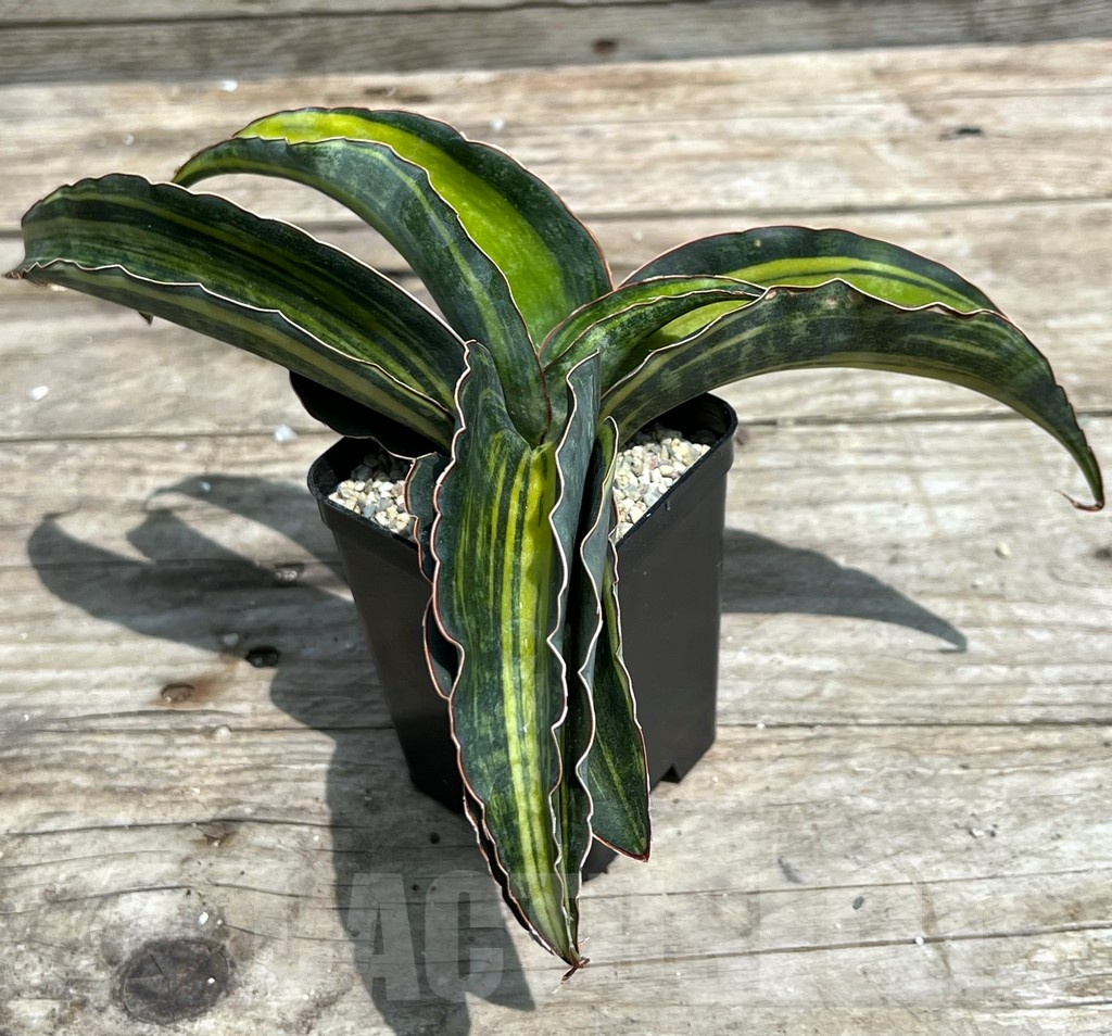 SHPR25459 Sansevieria 'Macrophylla' - Image 2