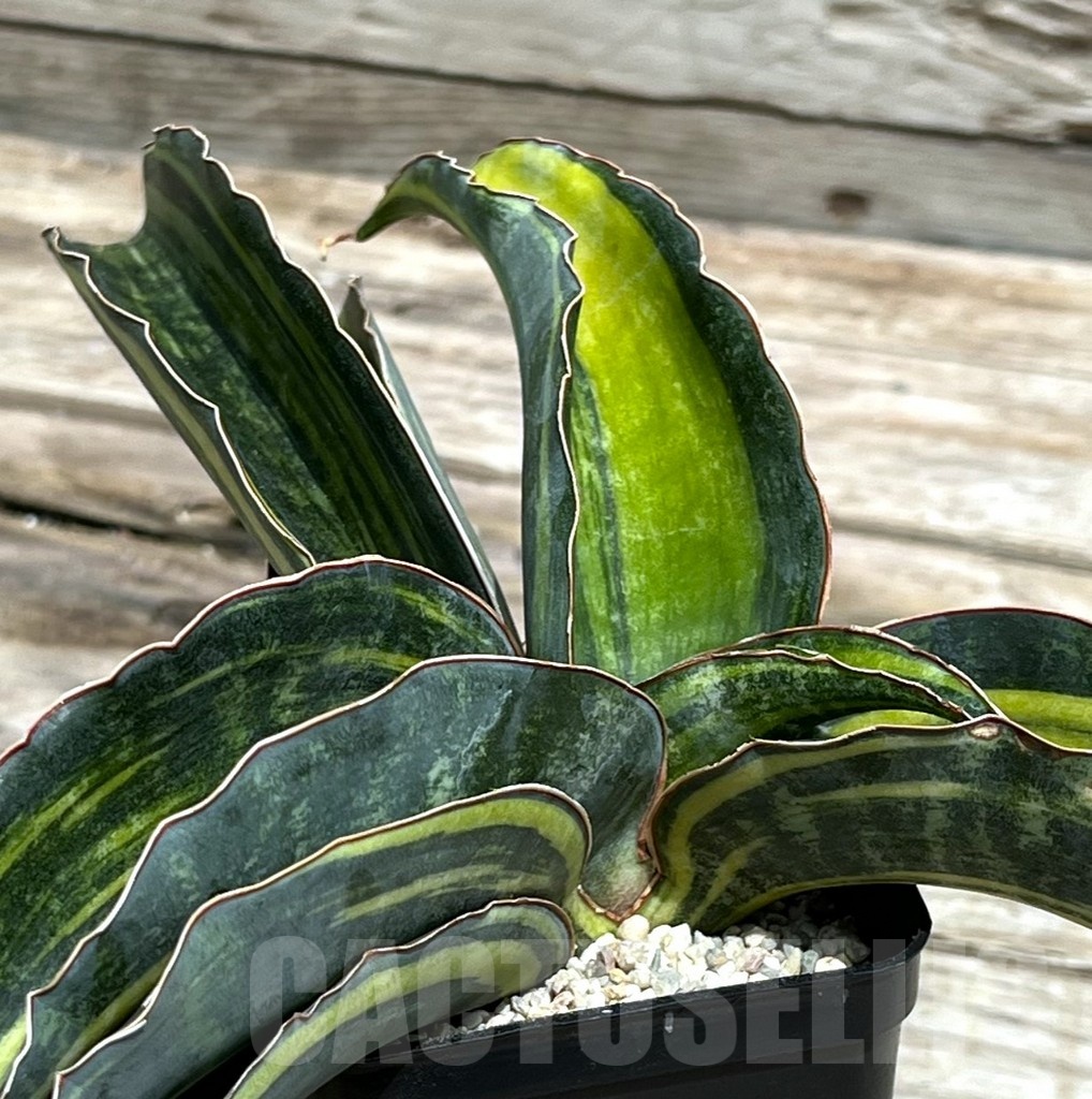 SHPR25459 Sansevieria 'Macrophylla'