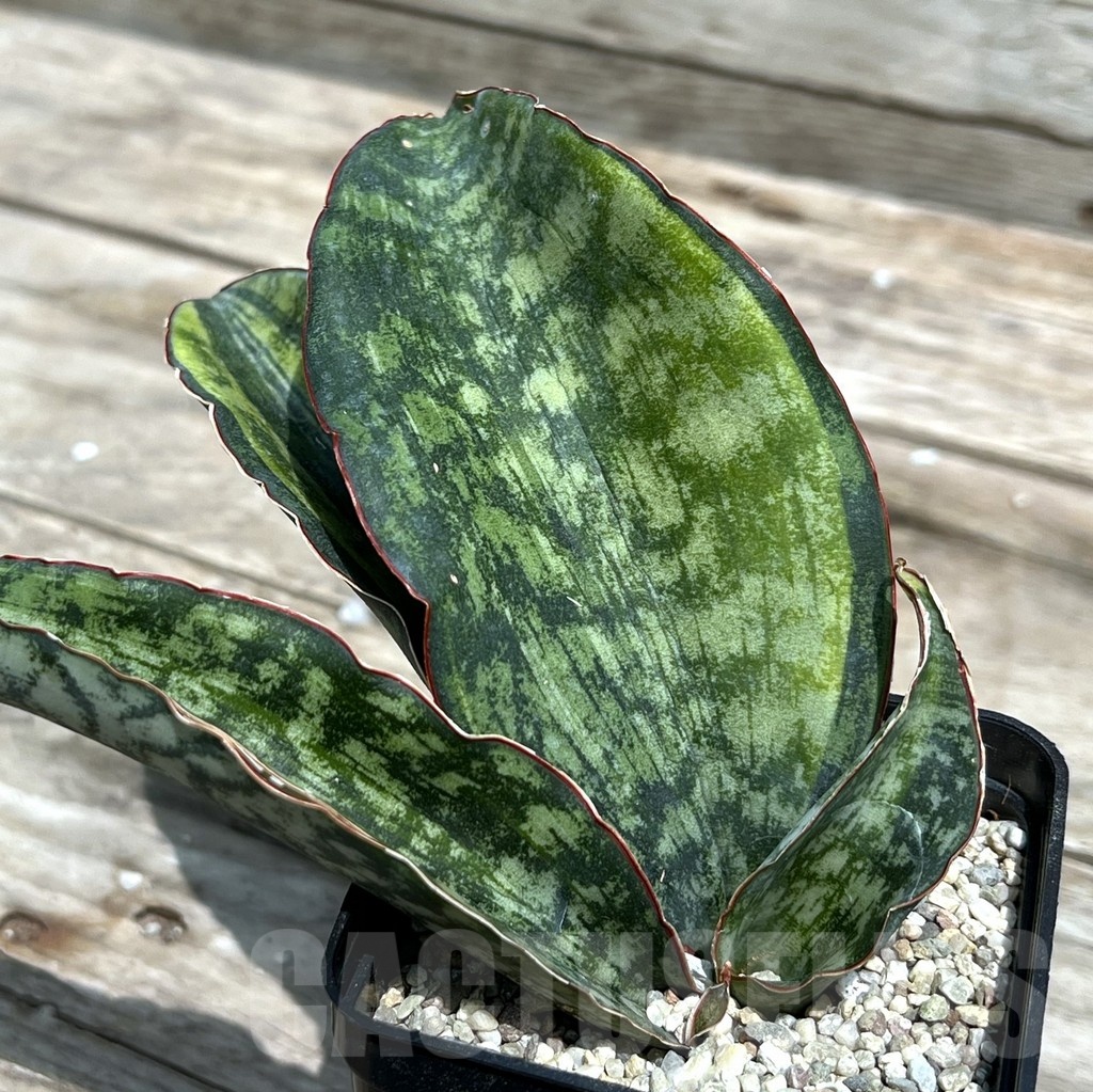 SHPR25460 Sansevieria 'Macrophylla'