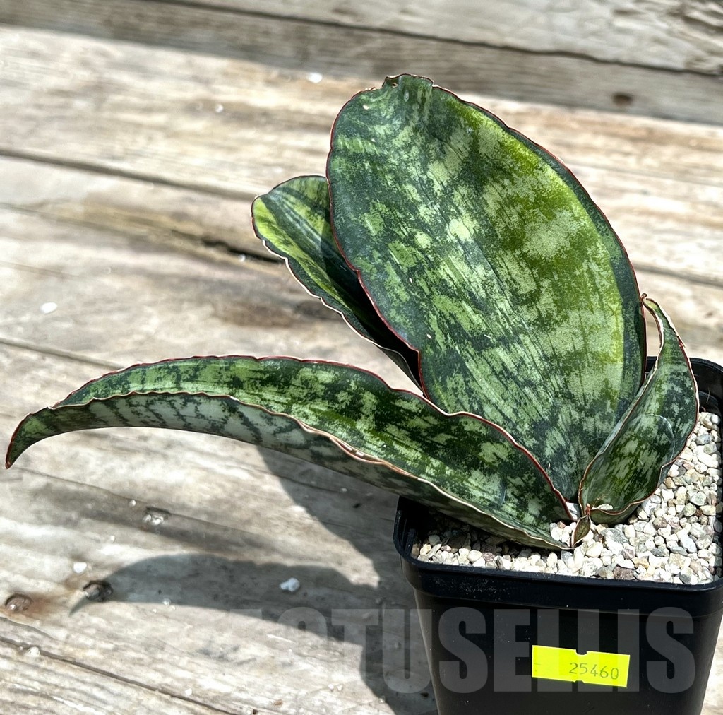 SHPR25460 Sansevieria 'Macrophylla' - Image 2