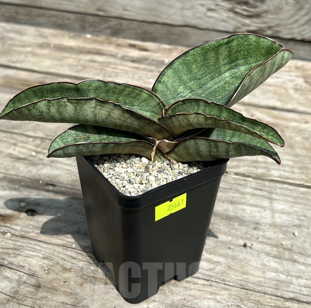 SHPR25461 Sansevieria 'Hawaiian Star' - Image 2