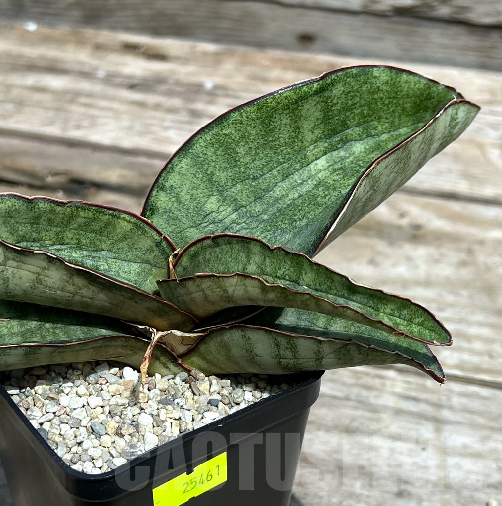 SHPR25461 Sansevieria 'Hawaiian Star'