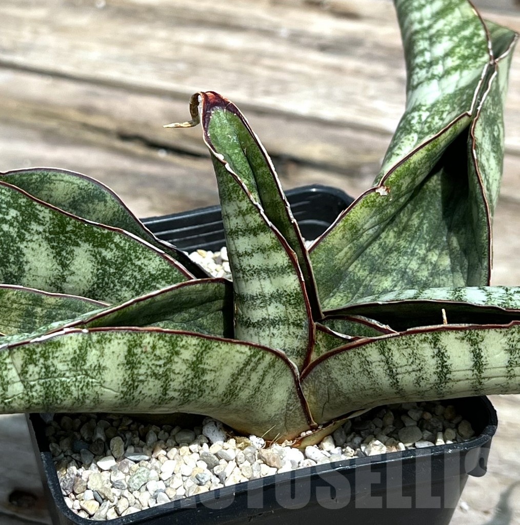 SHPR25462 Sansevieria 'Hawaiian Star'