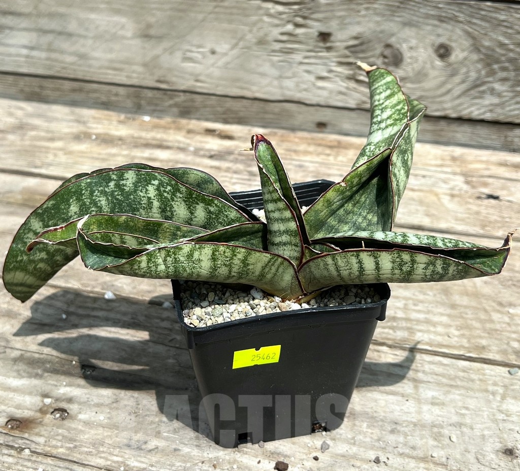SHPR25462 Sansevieria 'Hawaiian Star' - Image 2