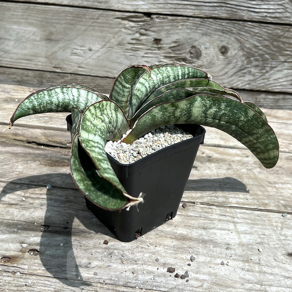 SHPR25462 Sansevieria 'Hawaiian Star' - Image 3