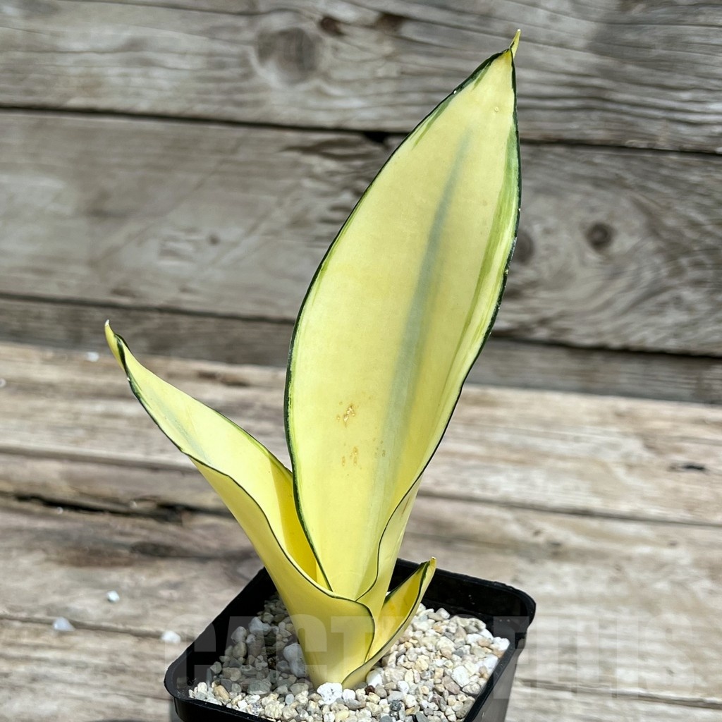 SHPR25463 Sansevieria 'Splash'