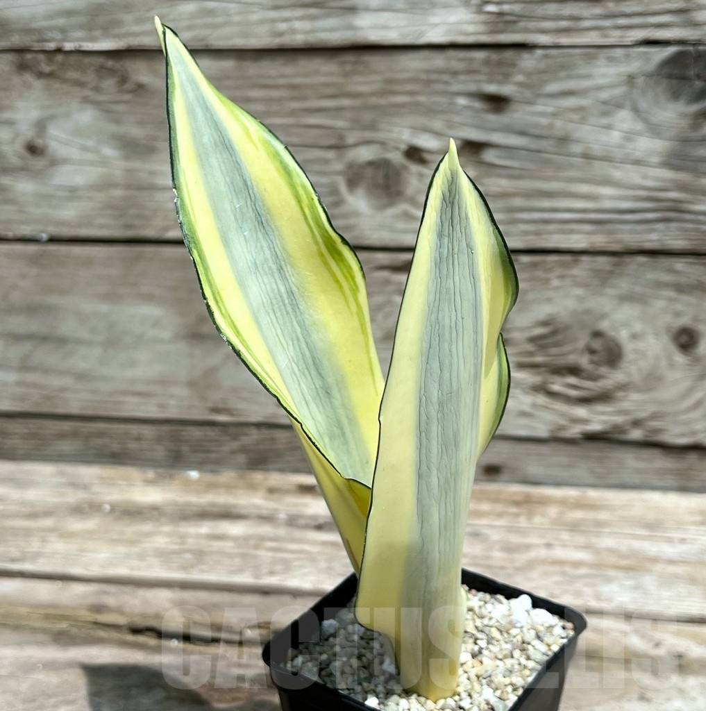 SHPR25464 Sansevieria 'Splash'