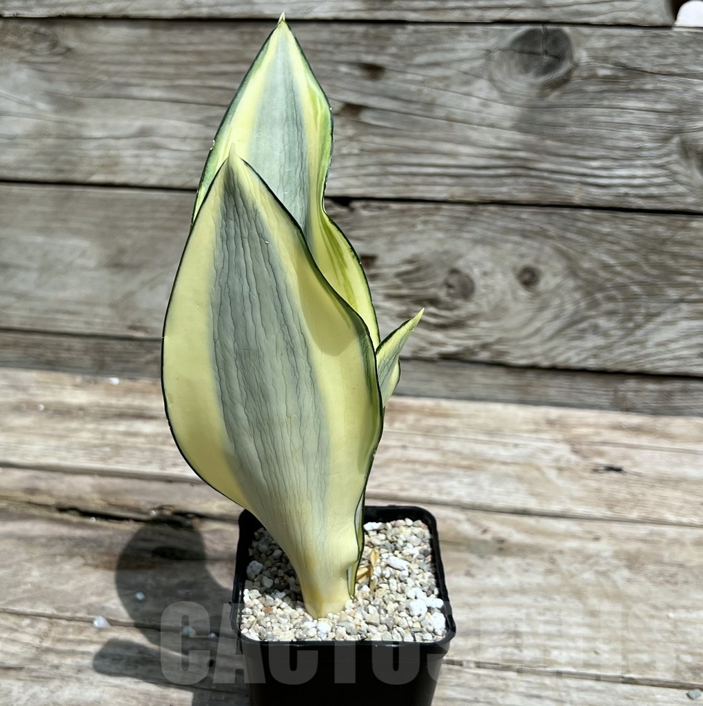 SHPR25464 Sansevieria 'Splash' - Image 2