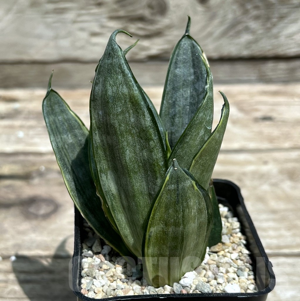 SHPR25468 Sansevieria 'Silver Frost'