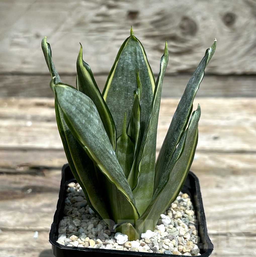 SHPR25469 Sansevieria 'Silver Frost'
