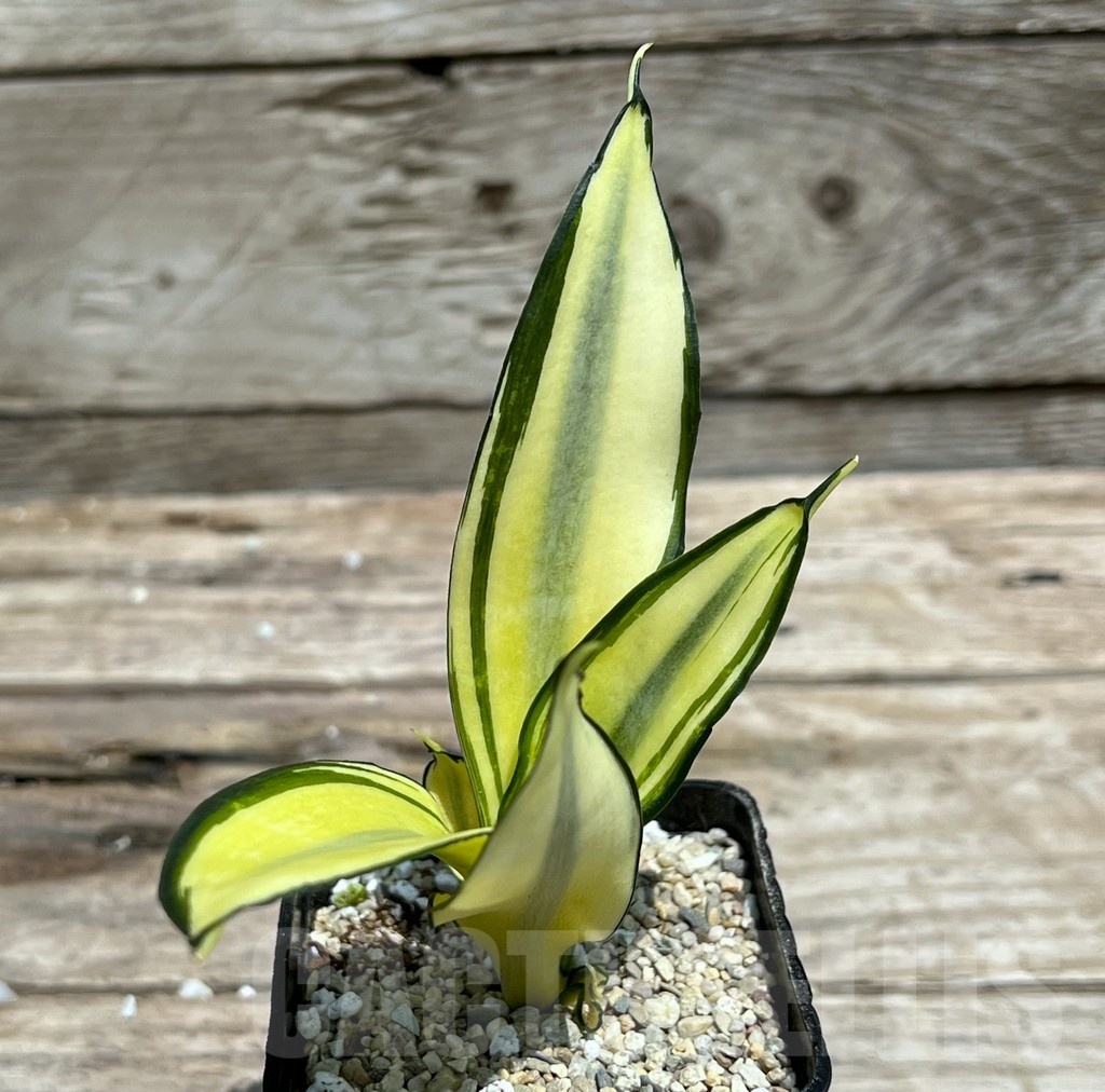 SHPR25471 Sansevieria 'Japanese Twister Mutation' - immagine 2