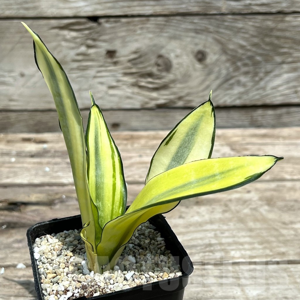 SHPR25471 Sansevieria 'Japanese Twister Mutation'
