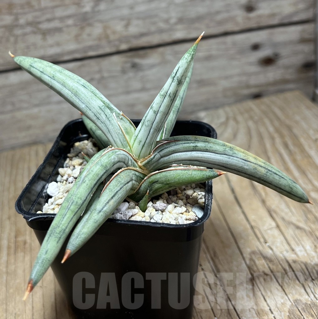 SHPR25478 Sansevieria 'Silver Clone'