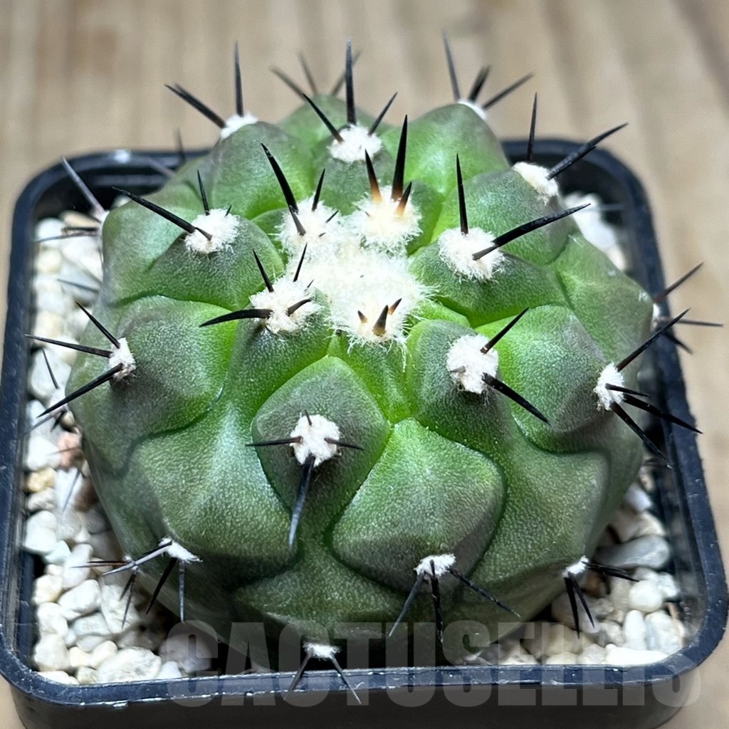 SHPR25481 Copiapoa cinerea