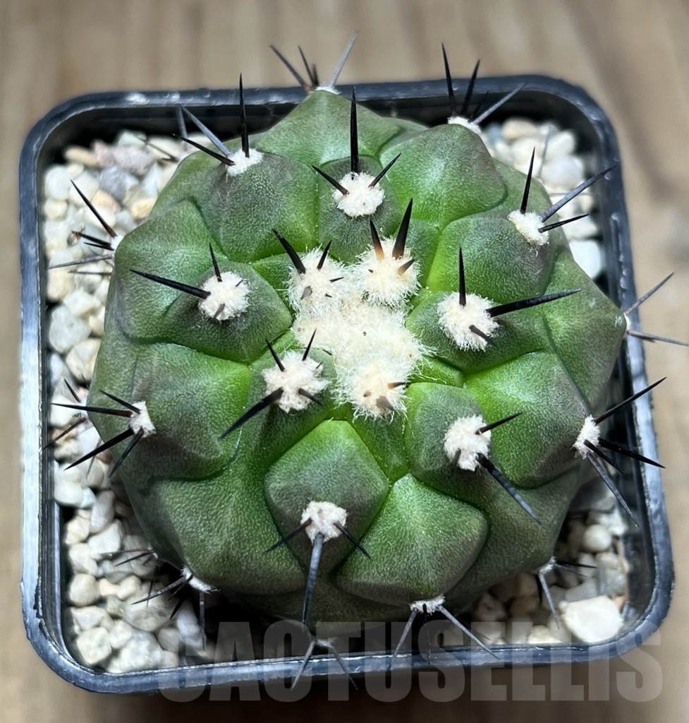 SHPR25481 Copiapoa cinerea - Зображення 2