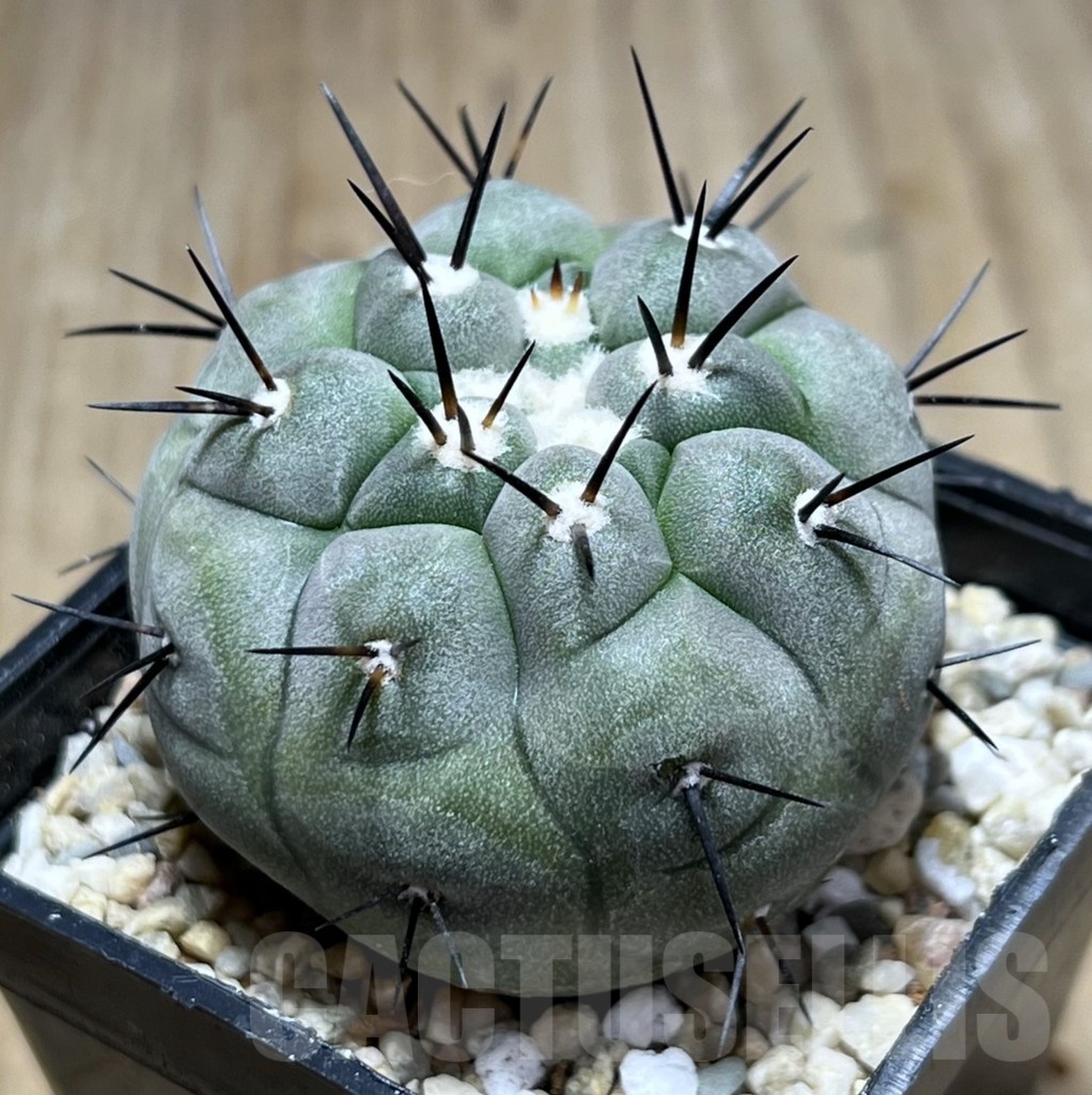 SHPR25482 Copiapoa cinerea