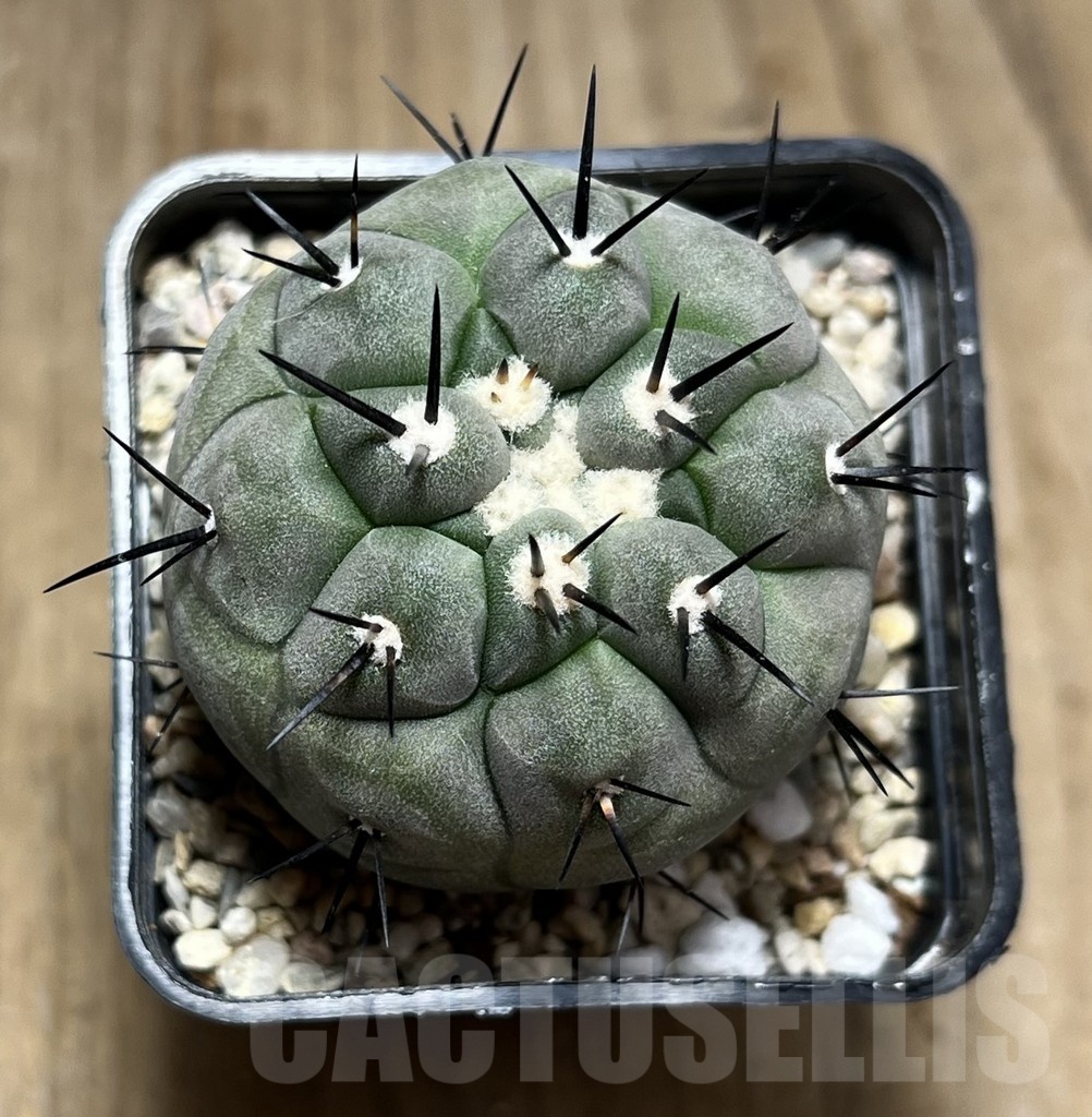 SHPR25482 Copiapoa cinerea - Imagen 2