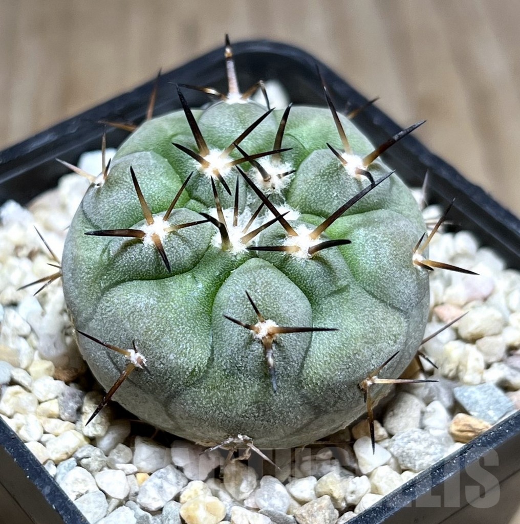SHPR25483 Copiapoa cinerea