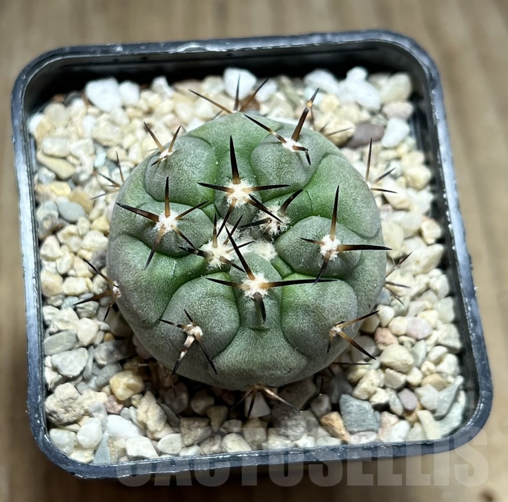 SHPR25483 Copiapoa cinerea – Bild 2