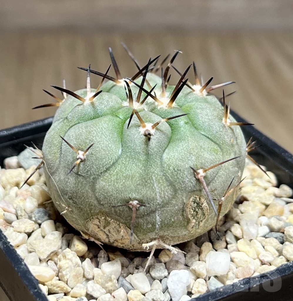 SHPR25483 Copiapoa cinerea – Bild 3