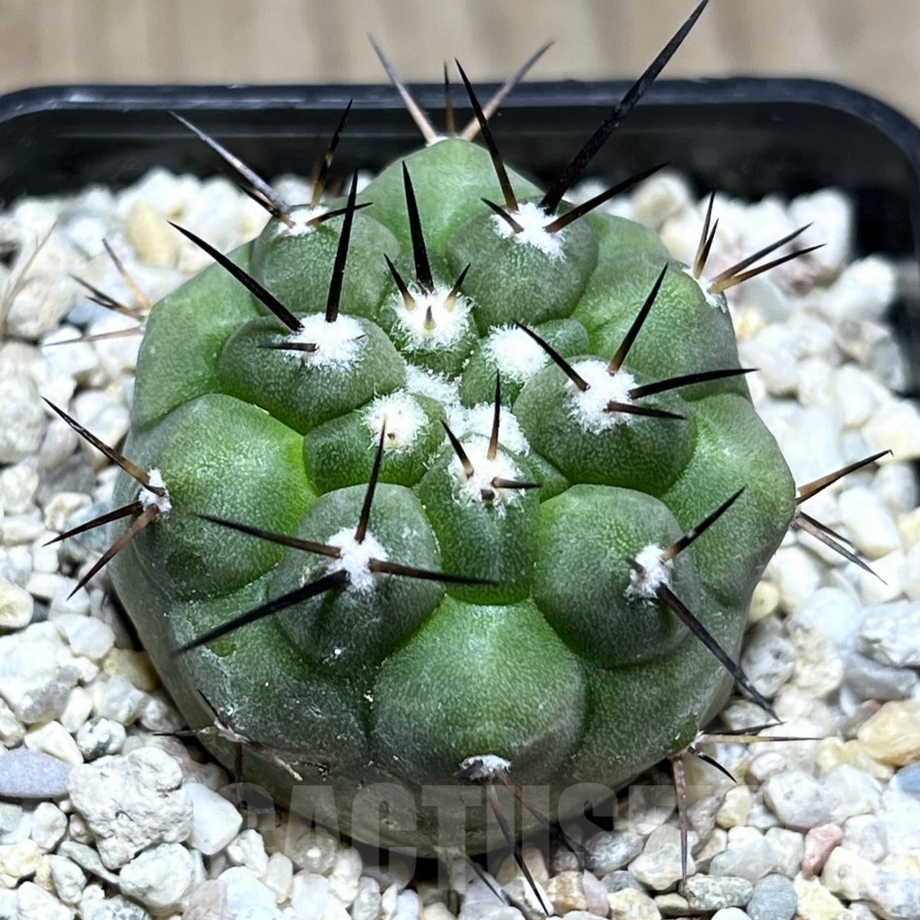 SHPR25485 Copiapoa cinerea