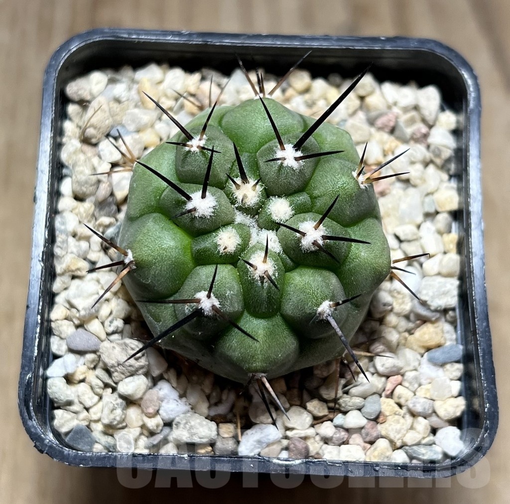 SHPR25485 Copiapoa cinerea - Image 2