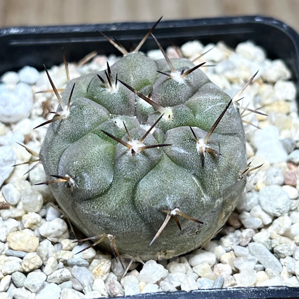SHPR25486 Copiapoa cinerea