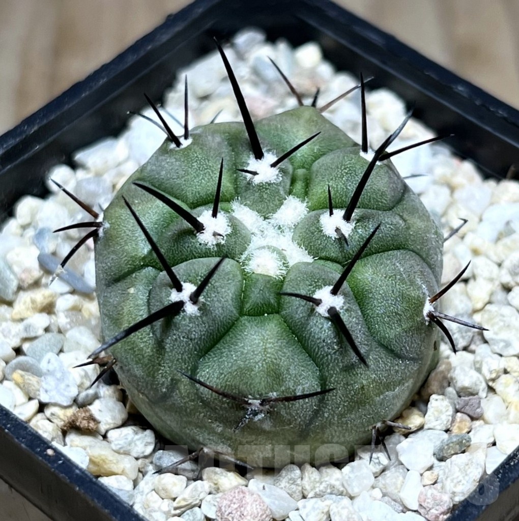 SHPR25487 Copiapoa cinerea