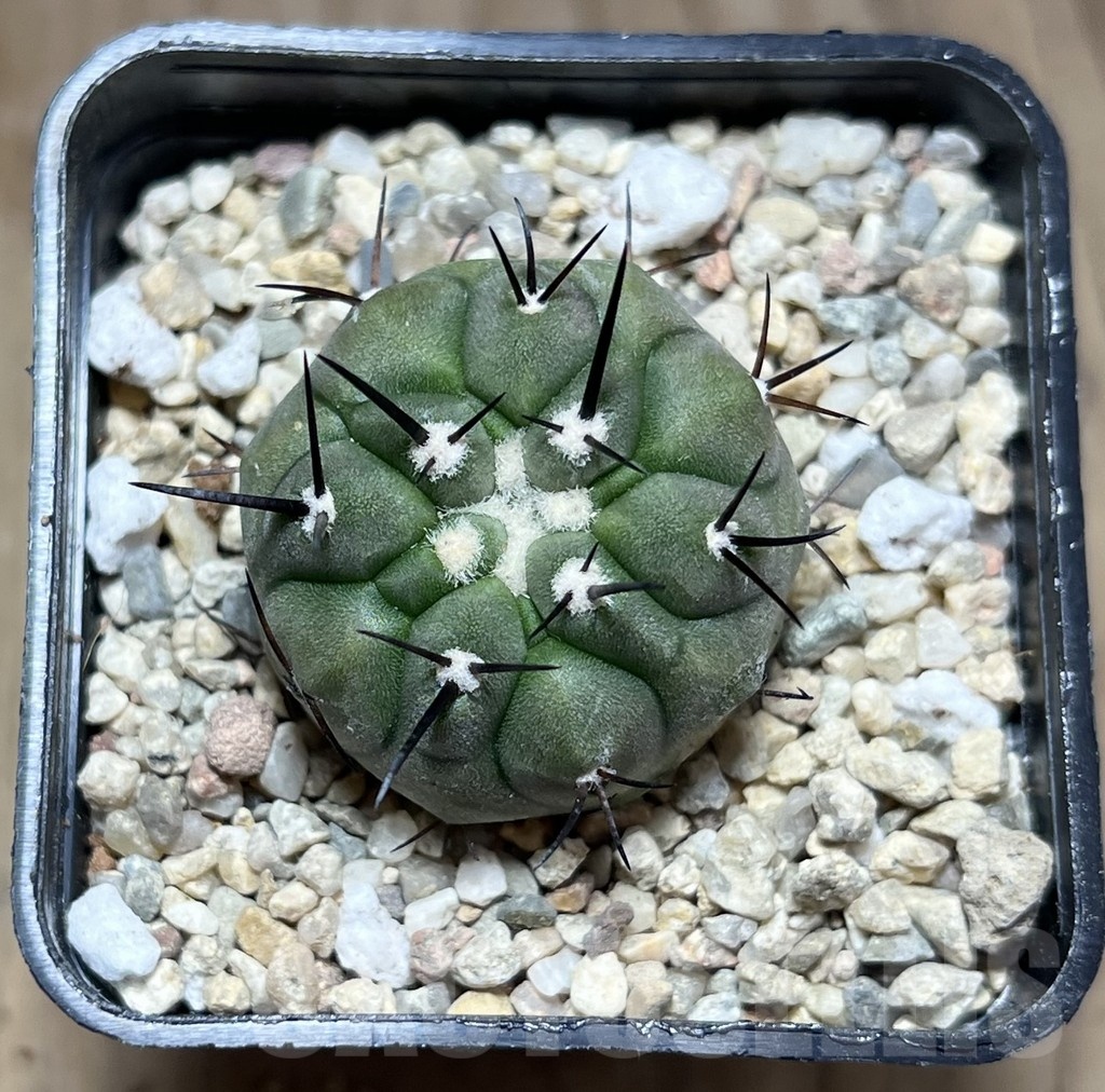 SHPR25487 Copiapoa cinerea - Imagen 2