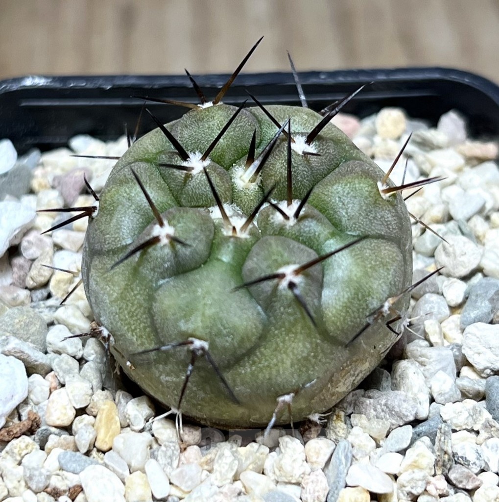 SHPR25488 Copiapoa cinerea