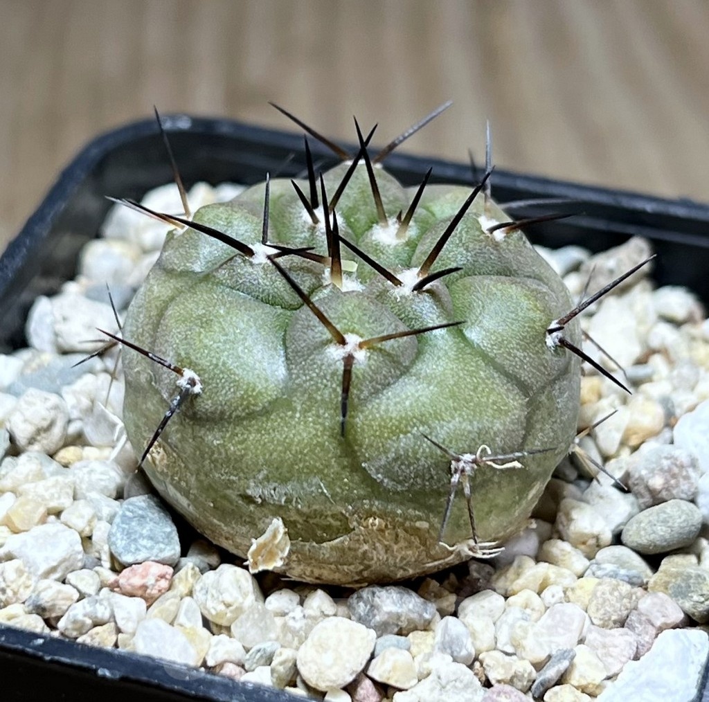 SHPR25488 Copiapoa cinerea - 画像 (2)