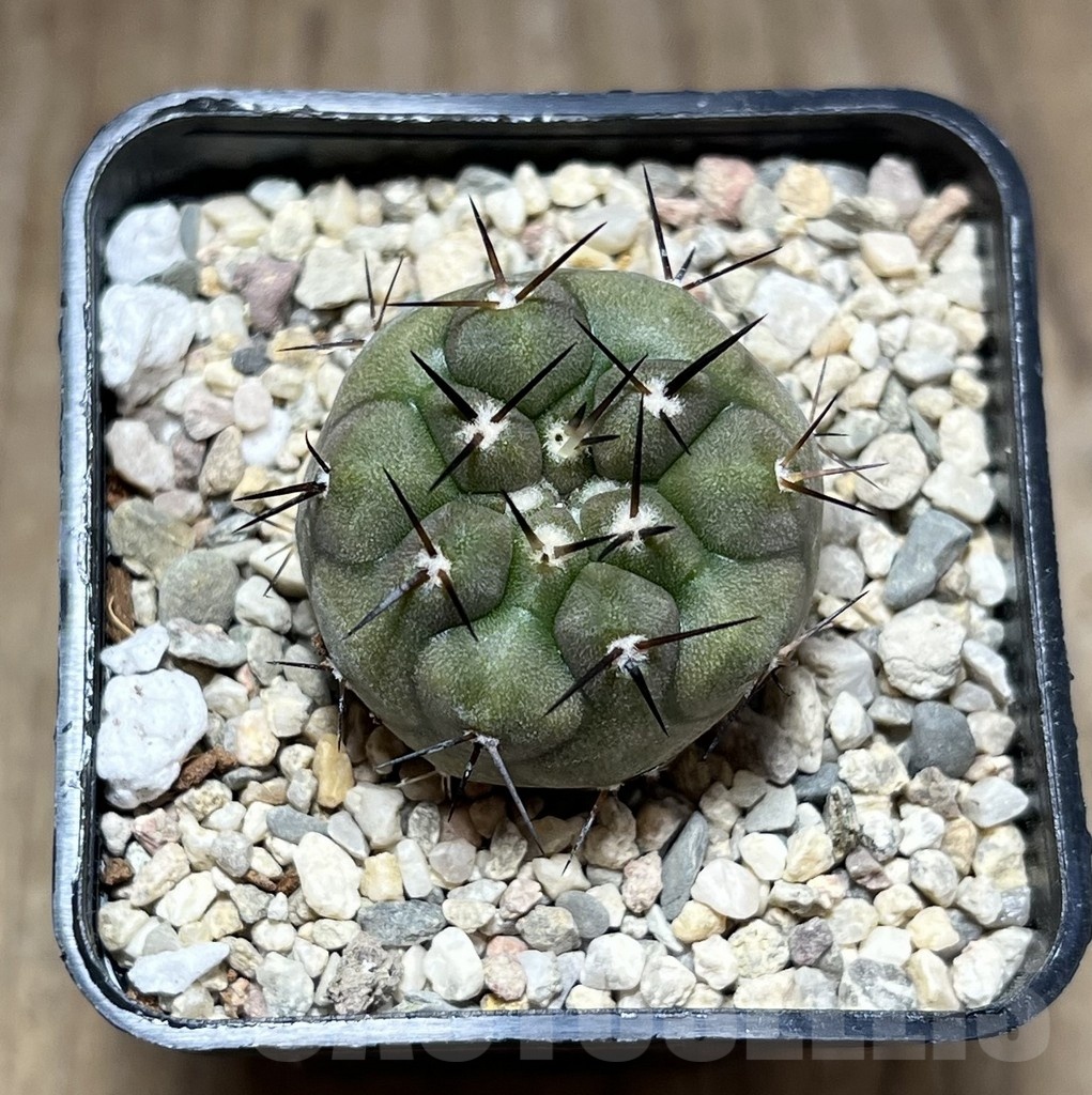 SHPR25488 Copiapoa cinerea - 画像 (3)